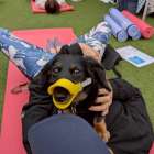 『Urban Wellness ドッグヨガ』 SLOW ART CENTER NAGOYA×Wellsis コラボ｜ 広場パワーアップお披露目イベントの開催決定！